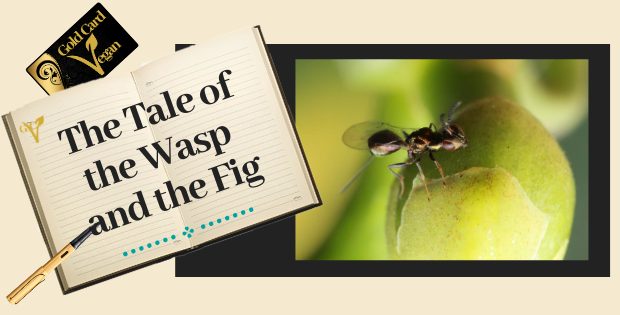 wasp and fig