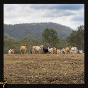 beef is environmental disaster