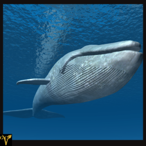 blue whale