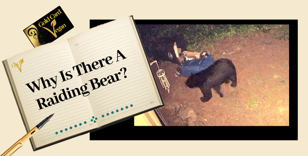 Why Is There A Raiding Bear?