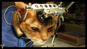 vivisection or animal testing